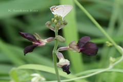 Macroptilium atropurpureum